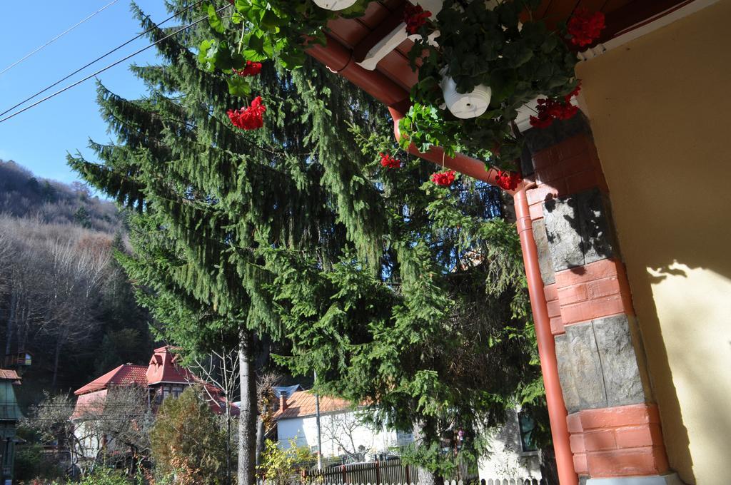 Pensiunea Micsunica Sinaia Dış mekan fotoğraf