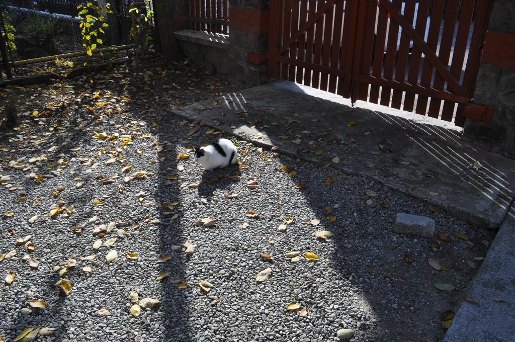 Pensiunea Micsunica Sinaia Dış mekan fotoğraf